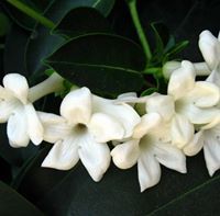 أفنان الطويسي