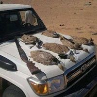 هجرس الكمكوم