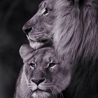 صفاء كسواني