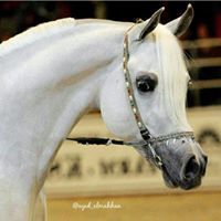 شخابيط تائه