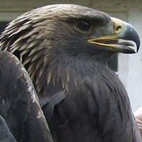 عبدالمجيد ربابعة