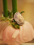 Seed_Alghnadeer