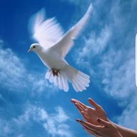 حمامة السلام