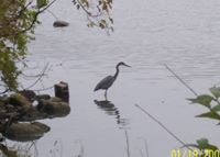 Candace Weaver-Estes