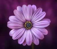 Dalia Youssef Seddik