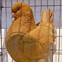 ميم نون ياء