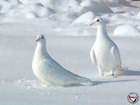 حسام العزيزى