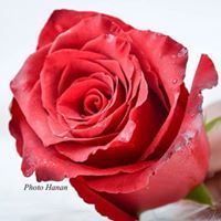 Jalool Alhashim