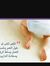 ابو عمر