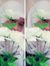 Annisa ...
