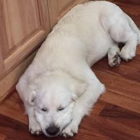 Lyndsey O'Shea Eulate