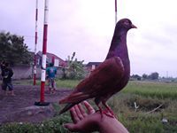 Muhammad Sudirohusodo