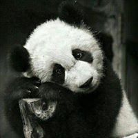 حوراء الأسدي