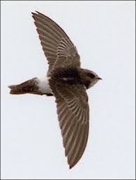 أحمد عبد العزيز عاشور