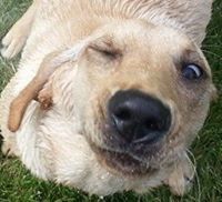 Stefanie Kellner Jablonski