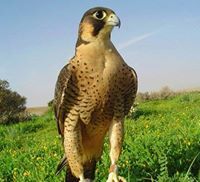 همايون غفوري