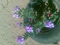 العندليب اللازم