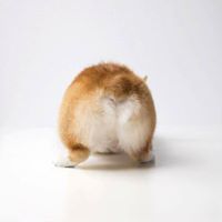 รัชวลัญช์ ศรีหลิ่ง