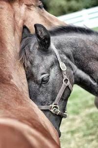 سلوى الجندي