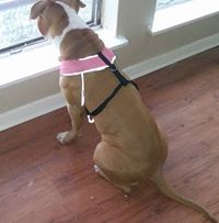 Flame Trill-Knowledge