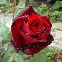 السحاب اﻻبيض