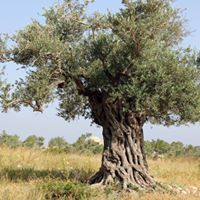 يوسف الرفاعي