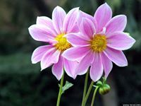 Saurabh Kumar