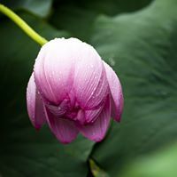 ريماتي الفلا