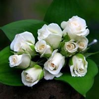 Saravanakumar Subbiah