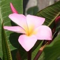 Barbara A. Battersby