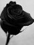 Roselyn...