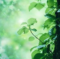 حيدره النويصر