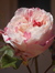 Rosemary Angelique