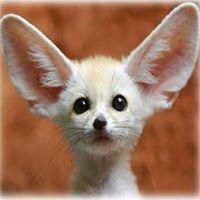 على الشناوى