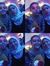 Hasnaa ...