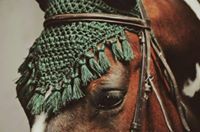 أنسام حوتري