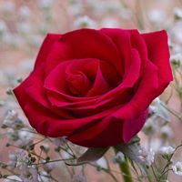 ابراهيم العطار