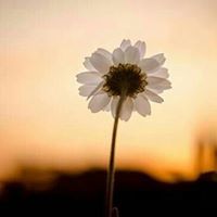 مصطفى هنداوي