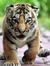 Saransh...