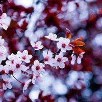 Pradeep Santhoshkumar