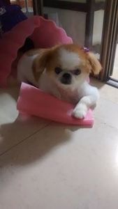 Xueyang Zou