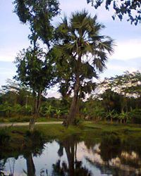 ব্লাক হোল