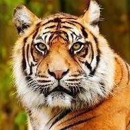 عبدالله ابوالفضائل