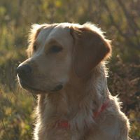 иванина стоянова