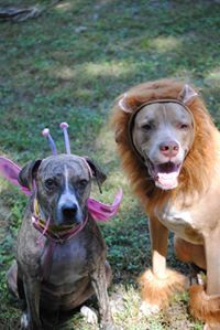 Heather Morris-Brown