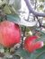 Trinh Vu