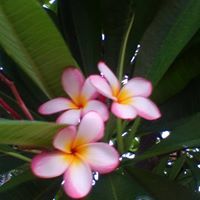 ศุภิสรา อะทอยรัมย์