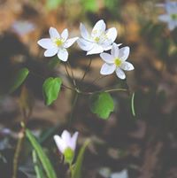 زهرات الربيع