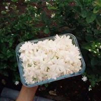 ياسمين العلاق