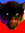 Leopard | 3 comments